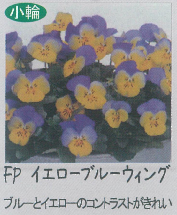 【先行予約商品】【産直】【送料1/2】ビオラ FP イエローブルーウィング 3.5号24入り